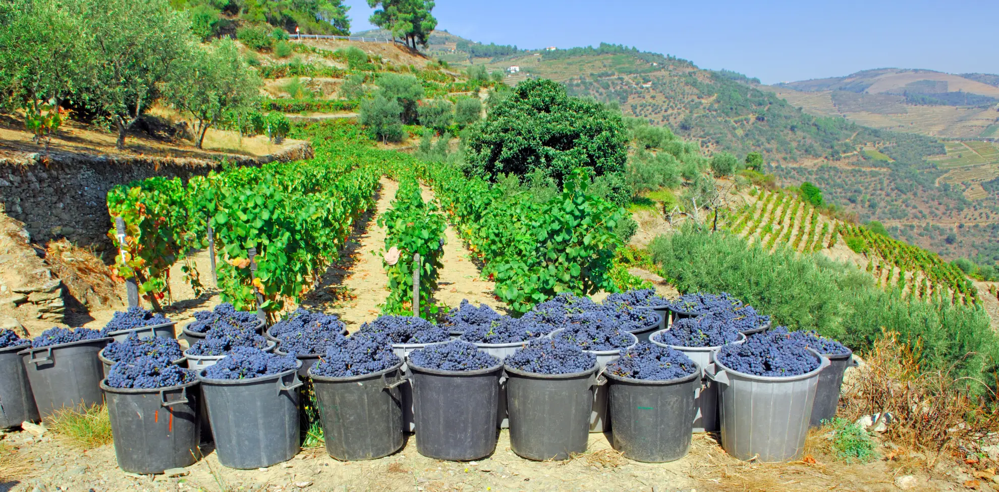 Harvest pickers carrying grape crates down terraced Douro vineyards during the September vindima.