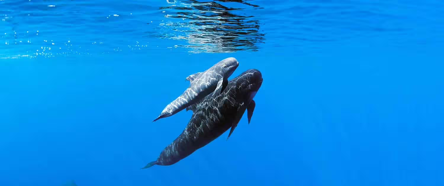 Sperm whale fluke rising above Atlantic Ocean south of Funchal Madeira