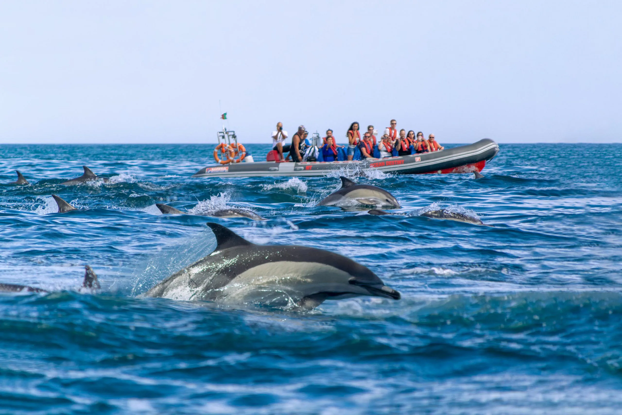 Common dolphins bow-riding beside a tour boat off the central Algarve coast.