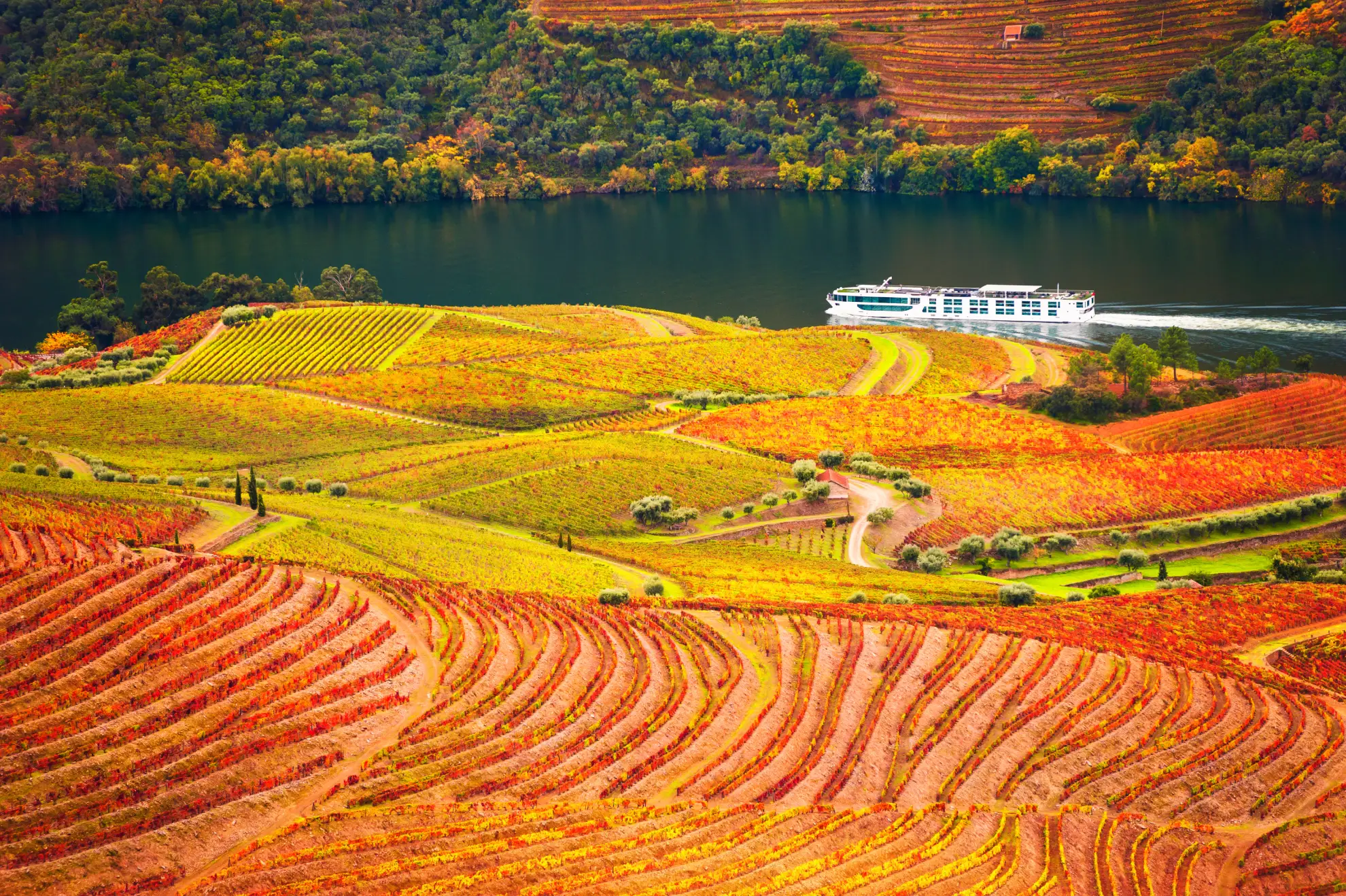 Aerial view of terraced Douro Valley vineyards at golden afternoon light