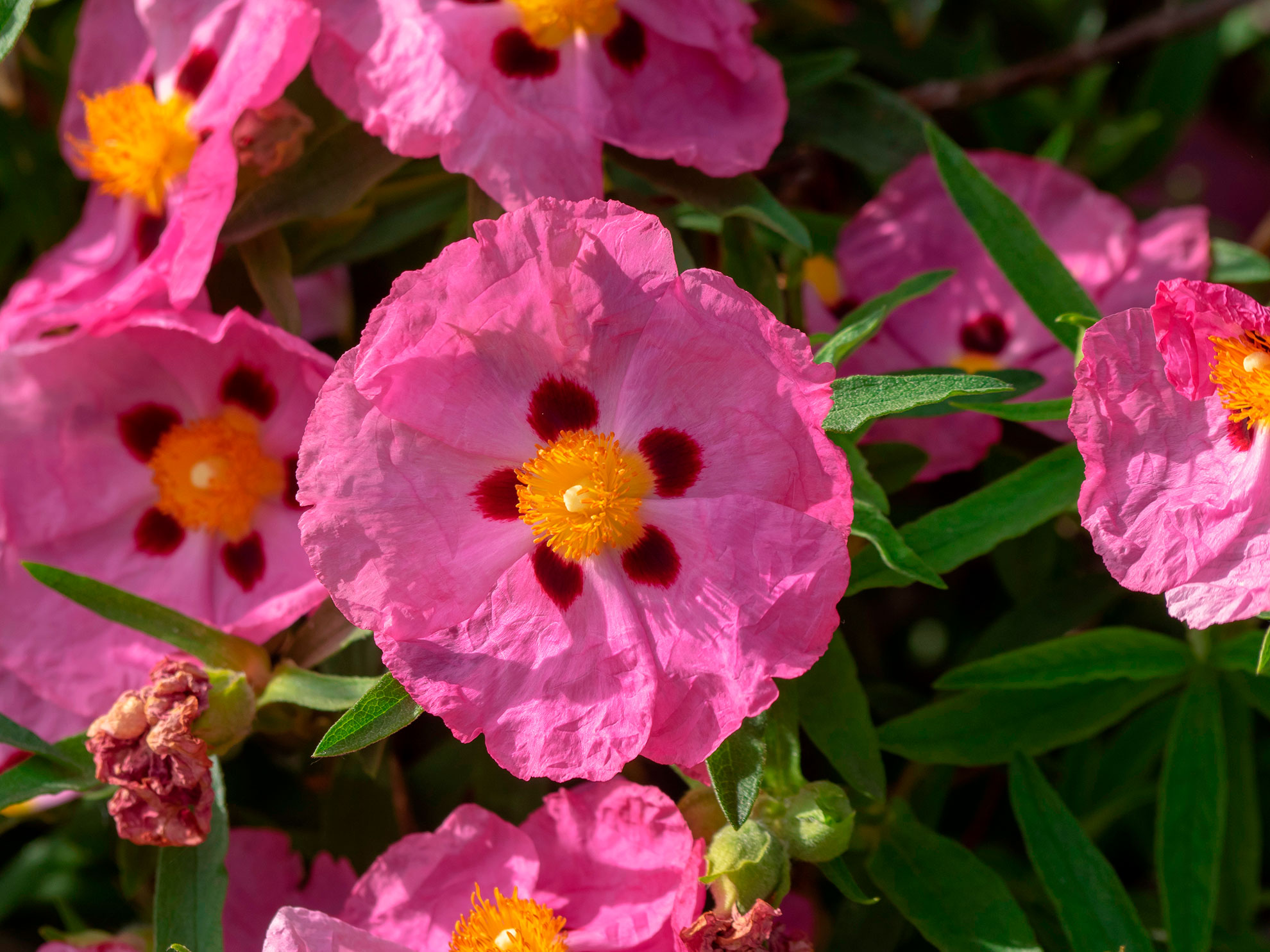White Cistus monspeliensis wildflowers in bloom along the Seven Hanging Valleys cliff path.