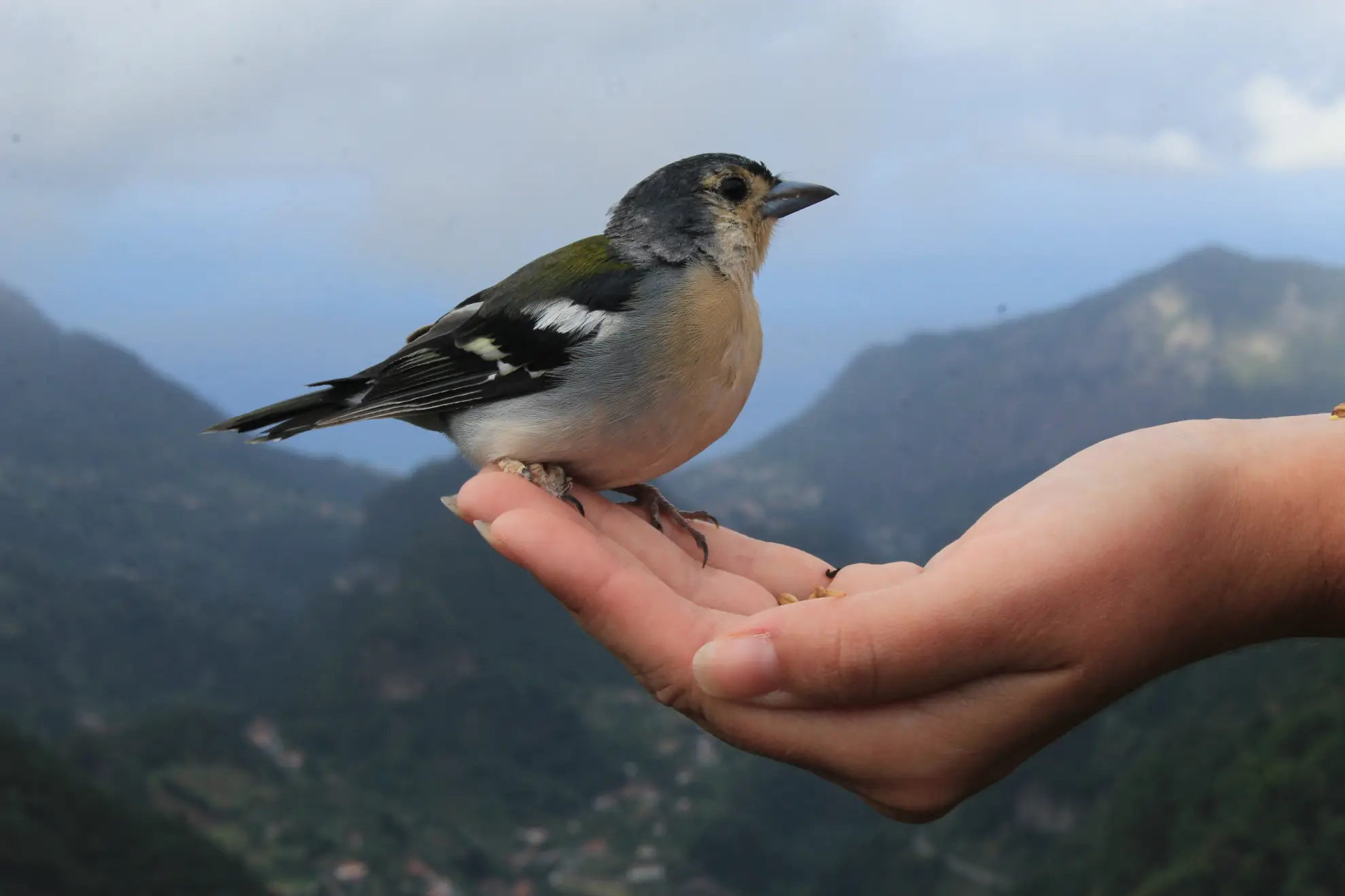Madeiran Chaffinch perched on a visitor's hand accepting birdseed along the levada trail.