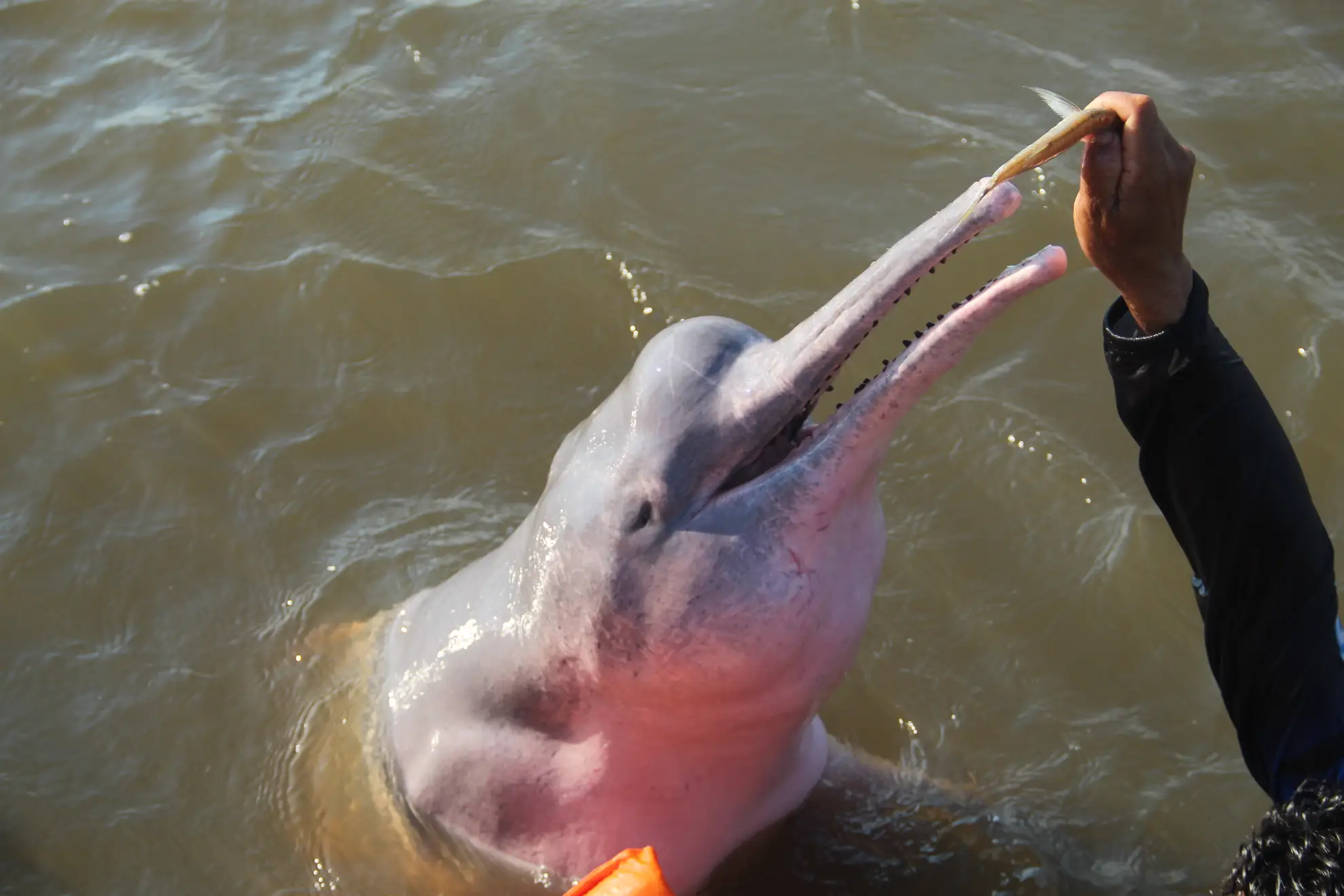 Pink river dolphin surfacing voluntarily beside a wooden tour boat on the Solim&otilde;es.