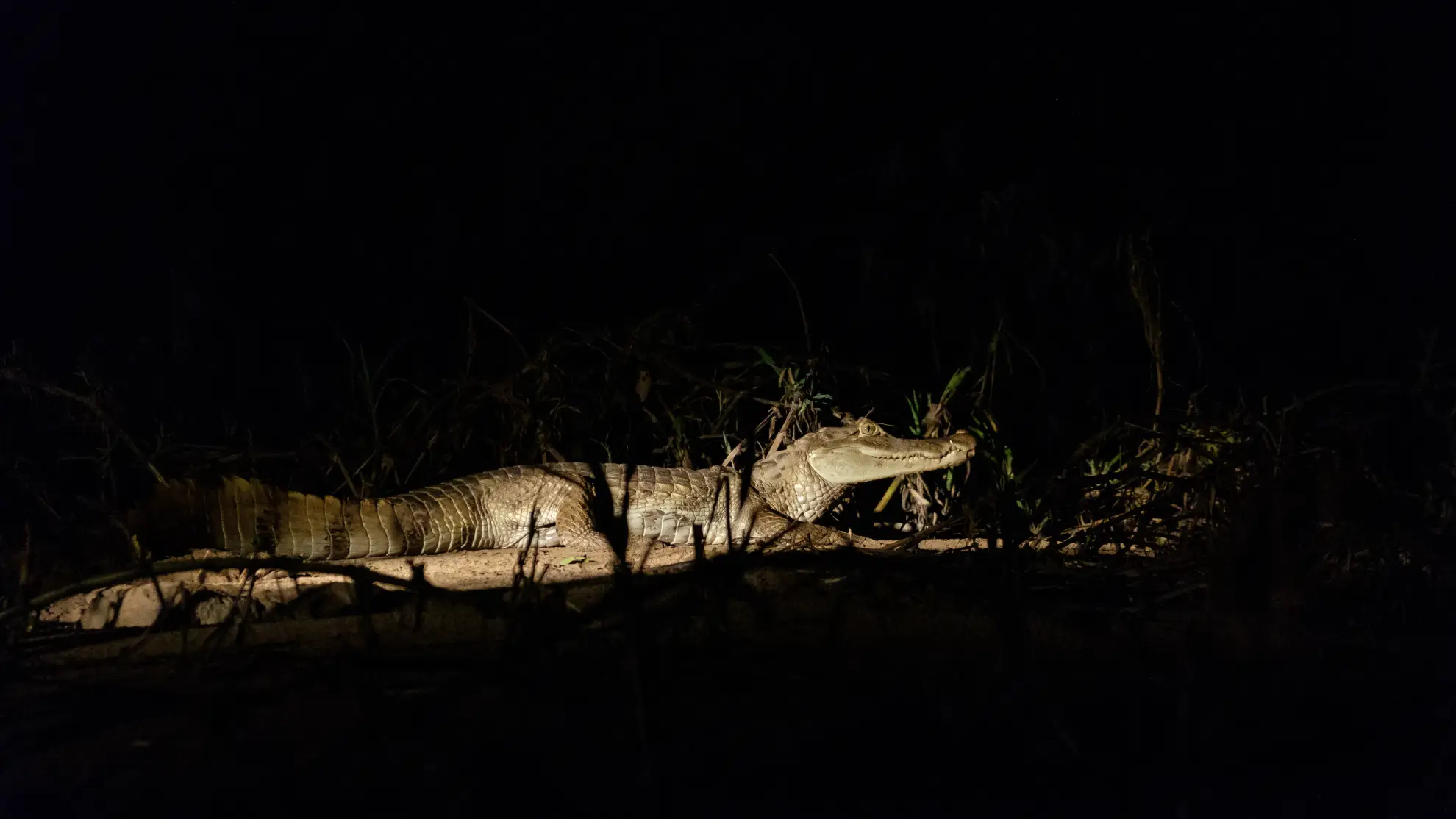 Spectacled caiman spotted by torchlight on an Amazon river tributary at night.