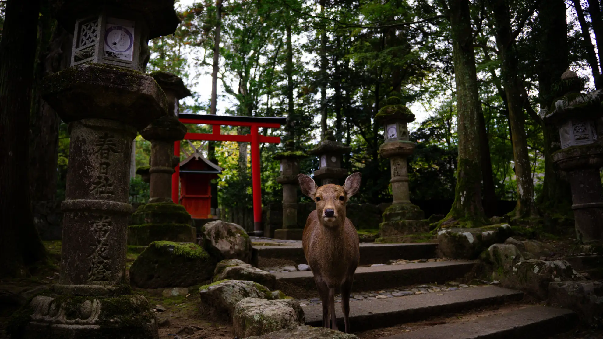 Nara Park landscape with deer grazing, temples visible on forested slopes.