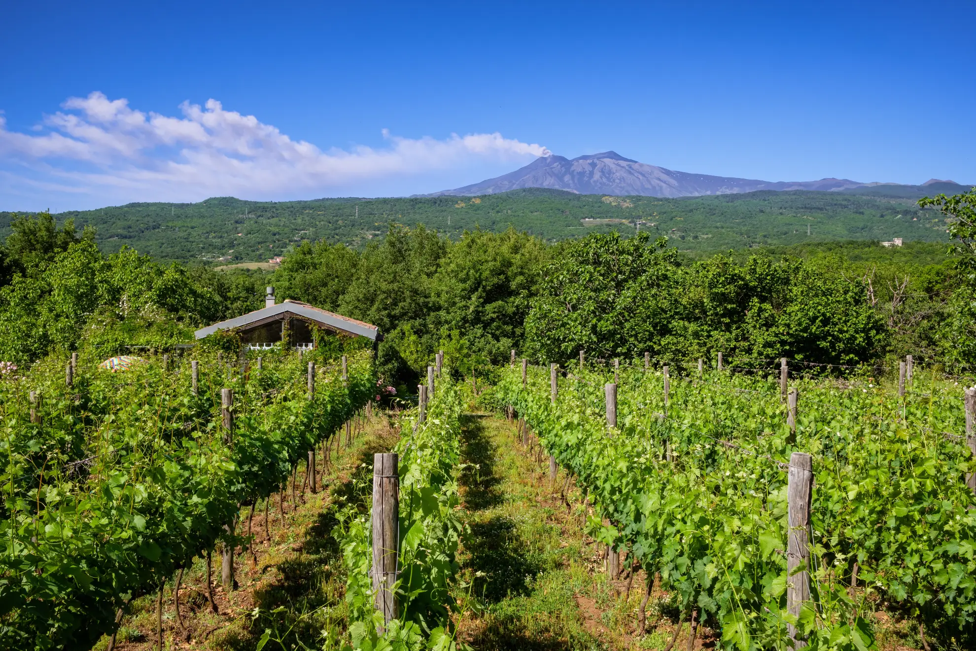 Mount Etna's volcanic slope with traditional Sicilian farm buildings visible.