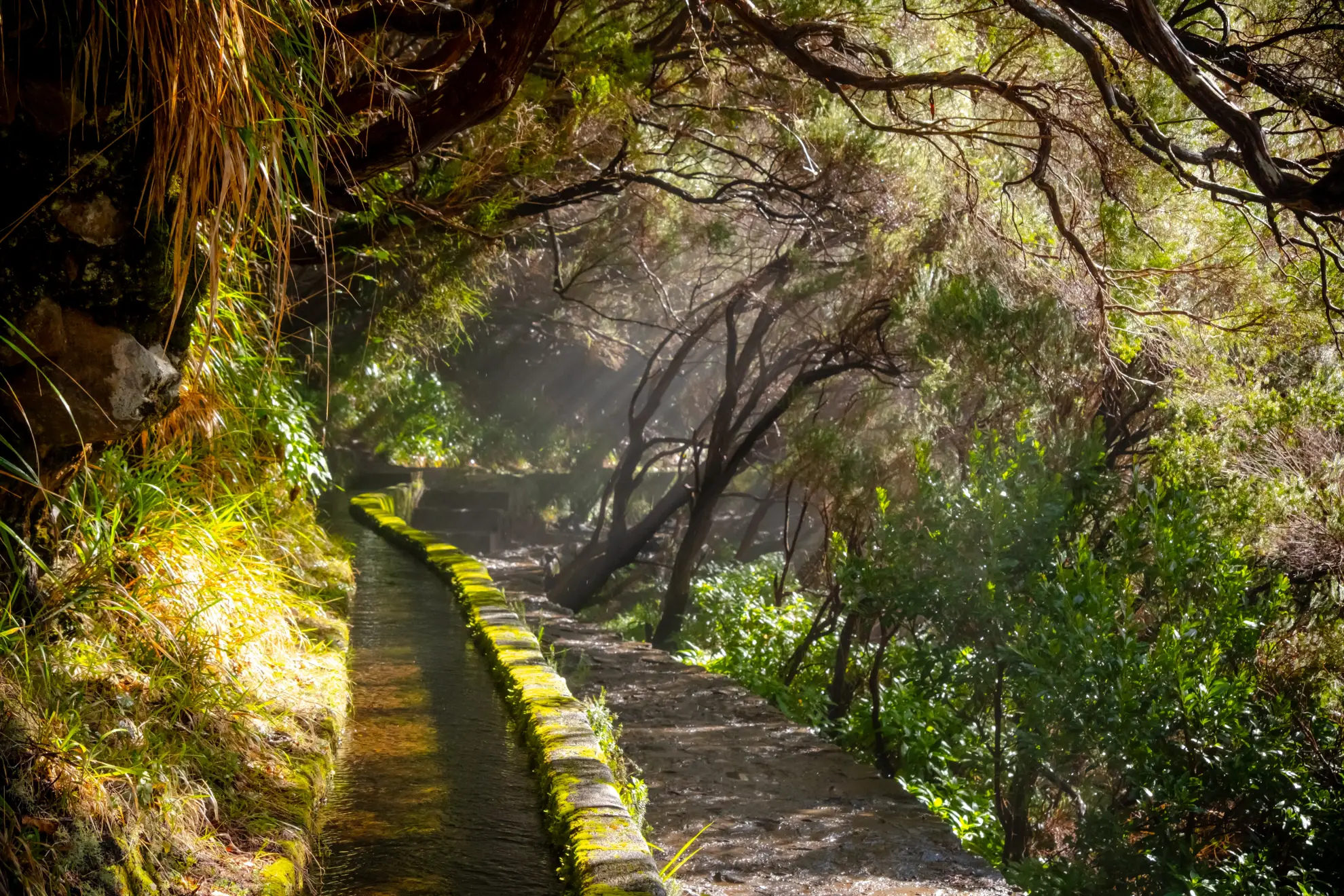 Narrow levada irrigation channel through ancient laurisilva forest in Madeira interior