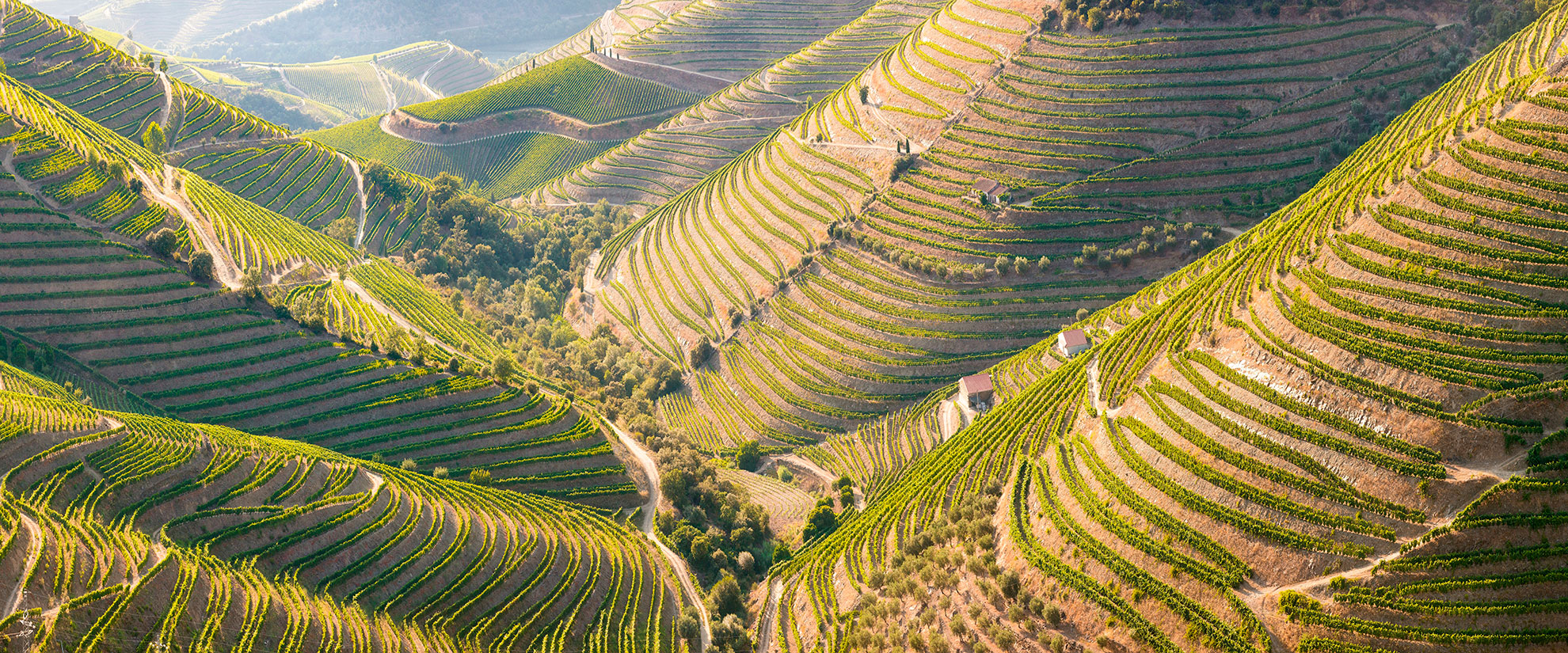 Terraced Douro Valley vineyards viewed from the N222 scenic road