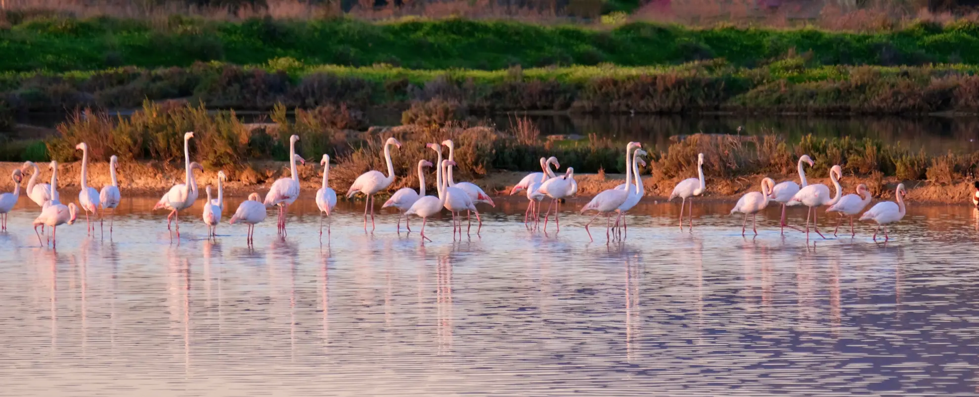 Greater flamingos wading in Ria Formosa salt pans near Olh&atilde;o at sunset.