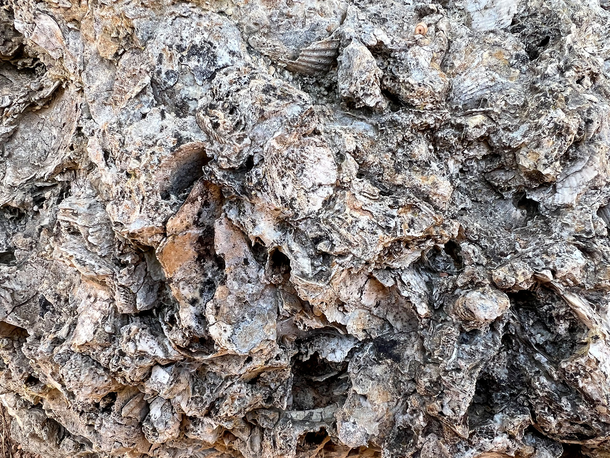 Fossil impressions in Jurassic limestone on the Seven Hanging Valleys clifftop trail