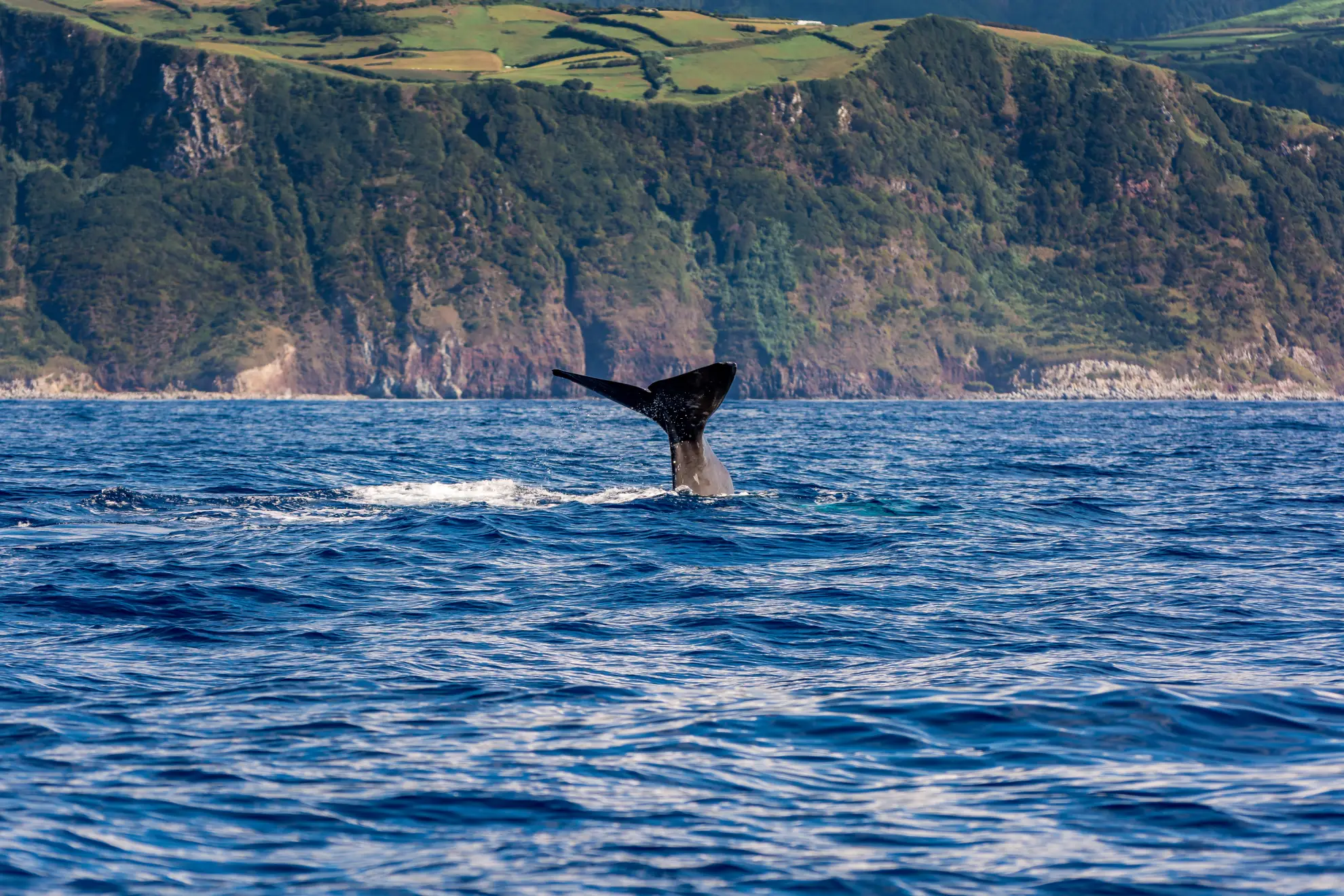 Sperm whale fluking in Atlantic waters off the Azores archipelago