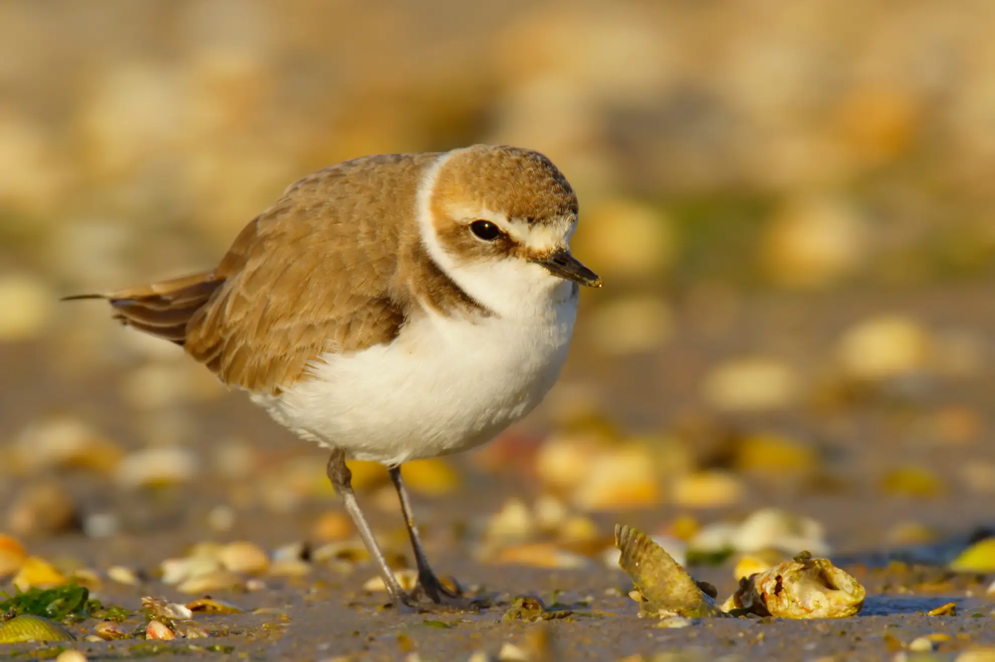 Un fratino in piedi su un piano di sabbia tidale della Ria Formosa con la bassa marea, Algarve.