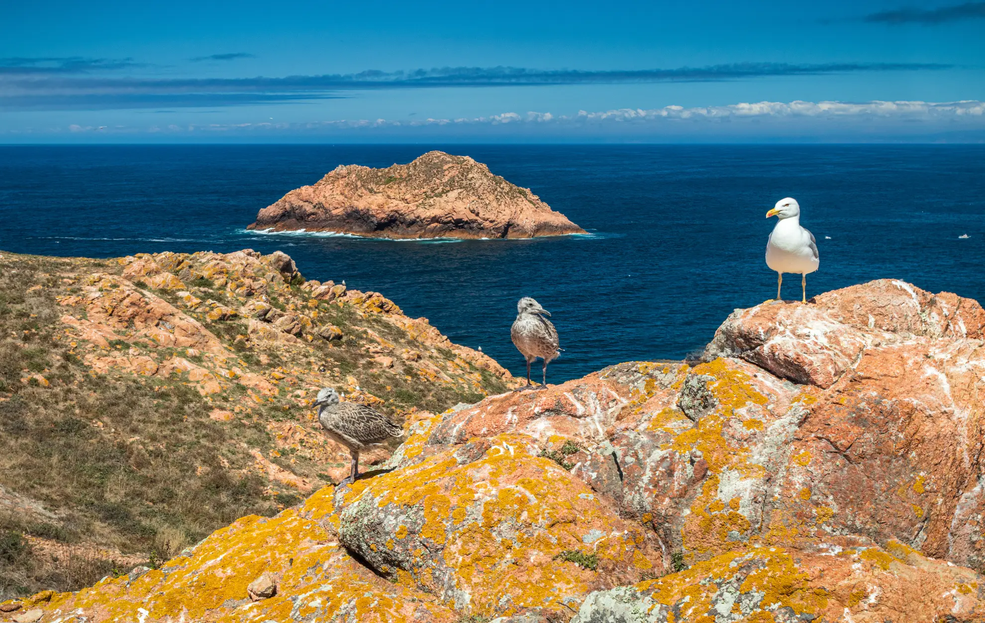 European shag drying wings on granite rock on Berlenga Grande island coastline.