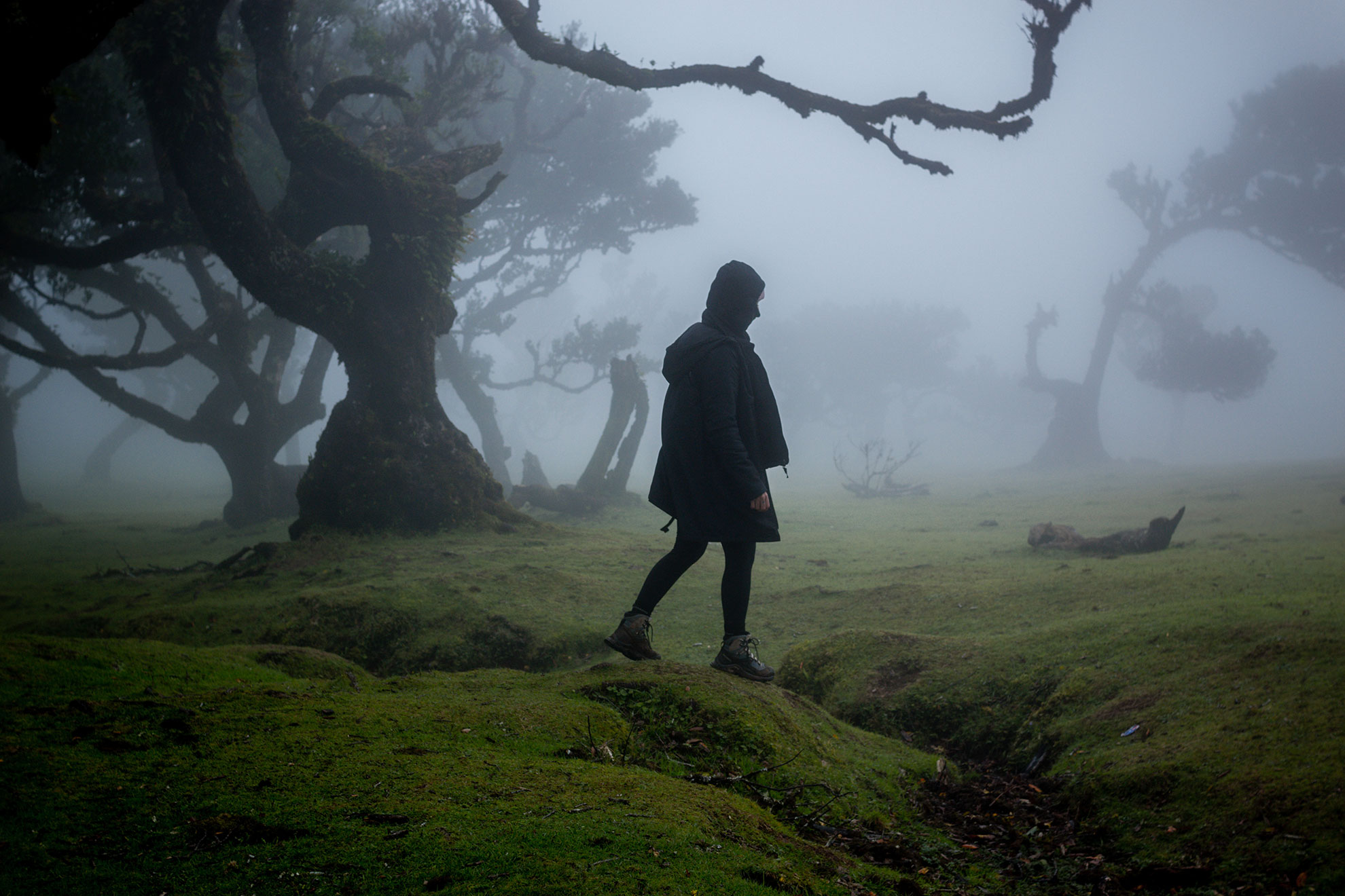 Ancient moss-covered laurel trees shrouded in morning fog at Fanal forest Madeira
