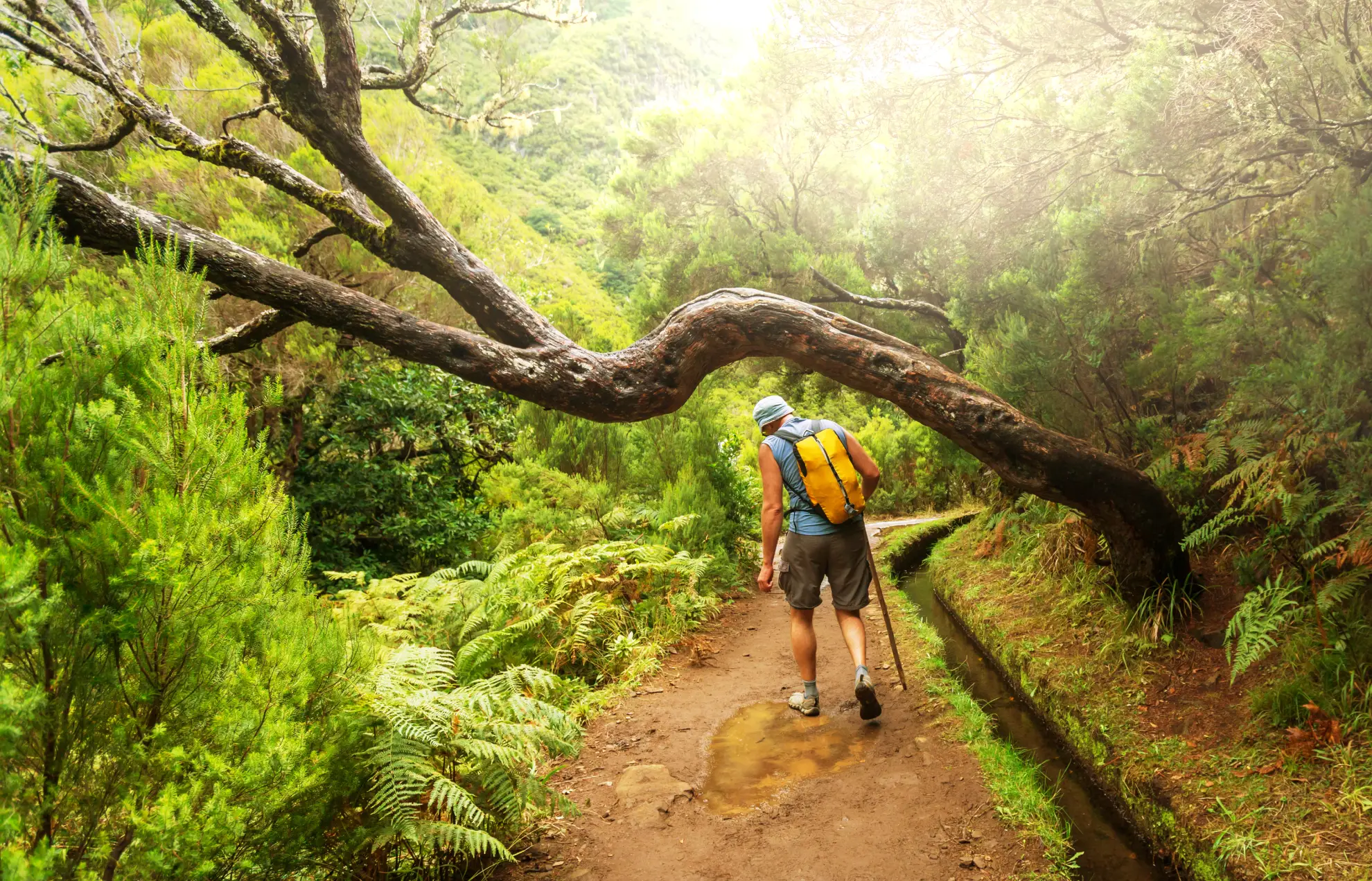 Narrow levada irrigation channel winding through laurel forest on the 25 Fontes trail Madeira