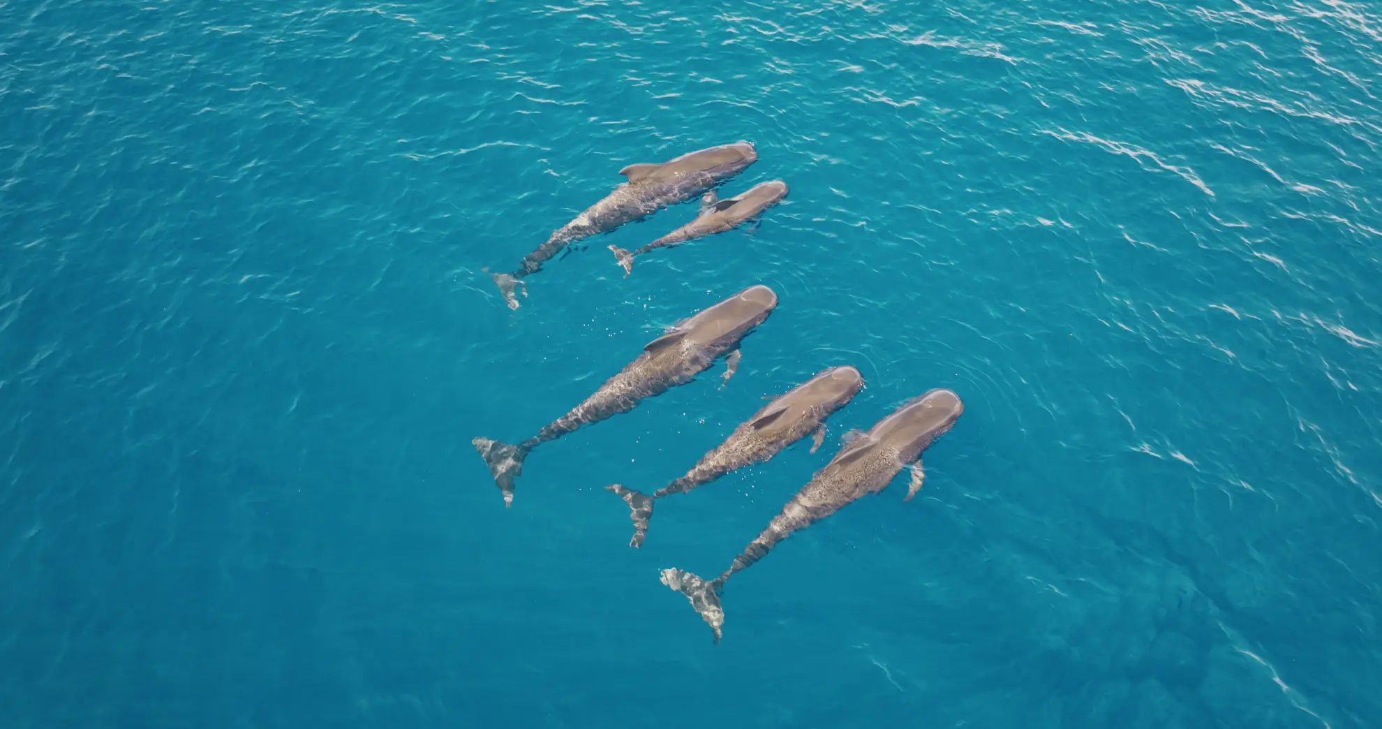 Short-finned pilot whale pod surfacing in Atlantic waters south of Madeira Island