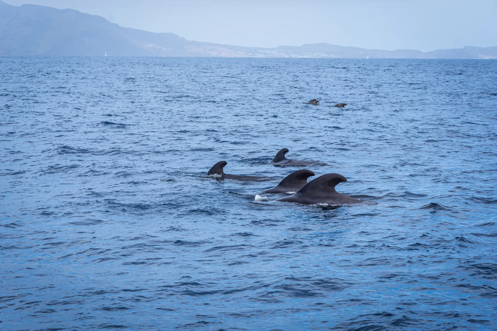 Passenger spotting a pilot whale surfacing near Madeira's southern cliffs.