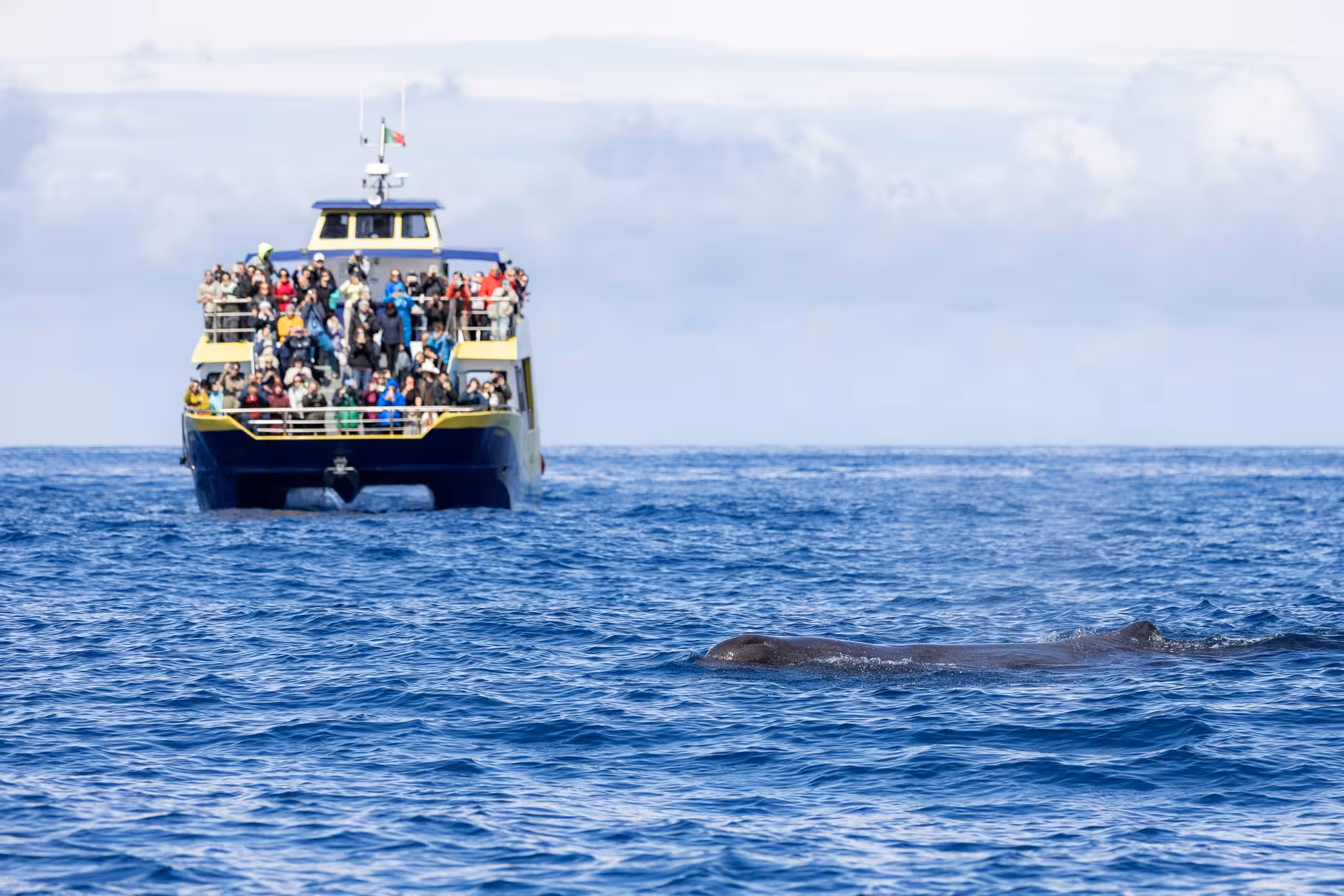 Zodiac and catamaran whale watching vessels moored at Marina de Ponta Delgada.