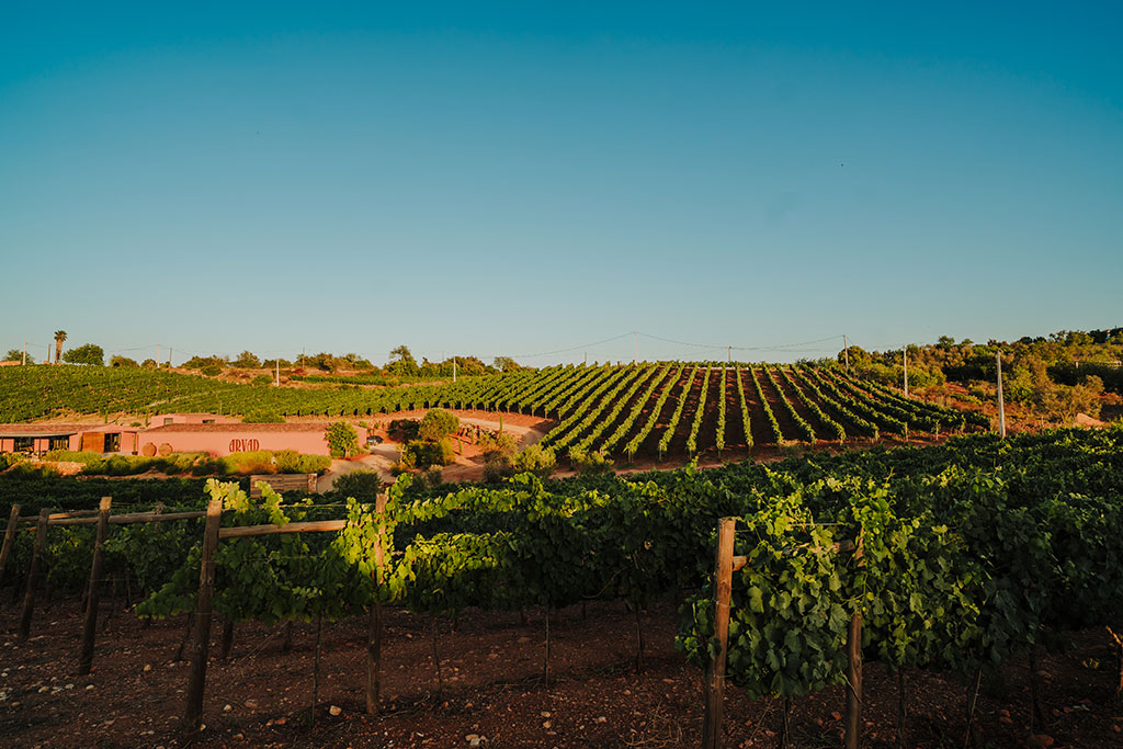Terraced vineyards on red sandstone hillside below Silves Castle in the Algarve.