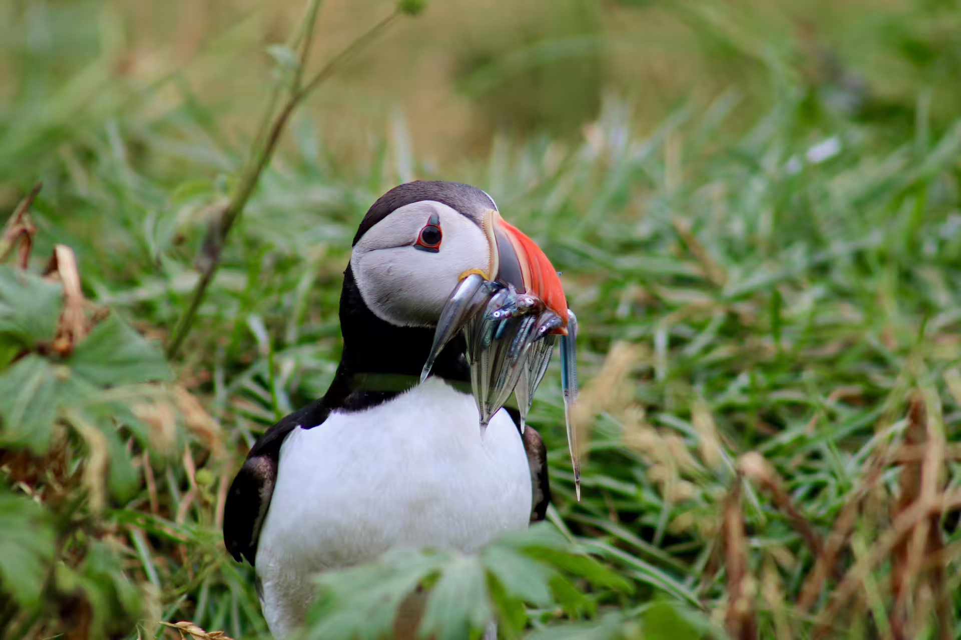Puffin watching boat tour from Reykjavík to Lundey and Akurey islands — Atlantic puffins observed from close range