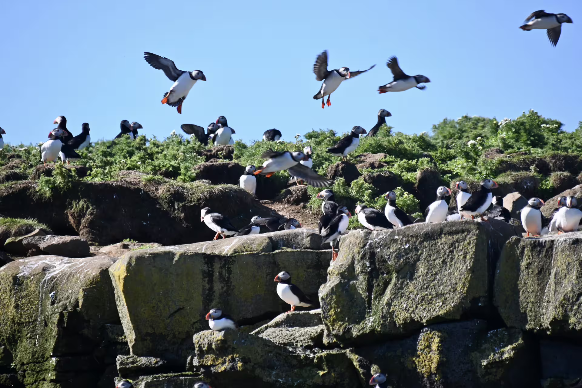 Atlantic puffins on the rocks of Lundey island near Reykjavík, observed from a RIB boat on Faxaflói Bay
