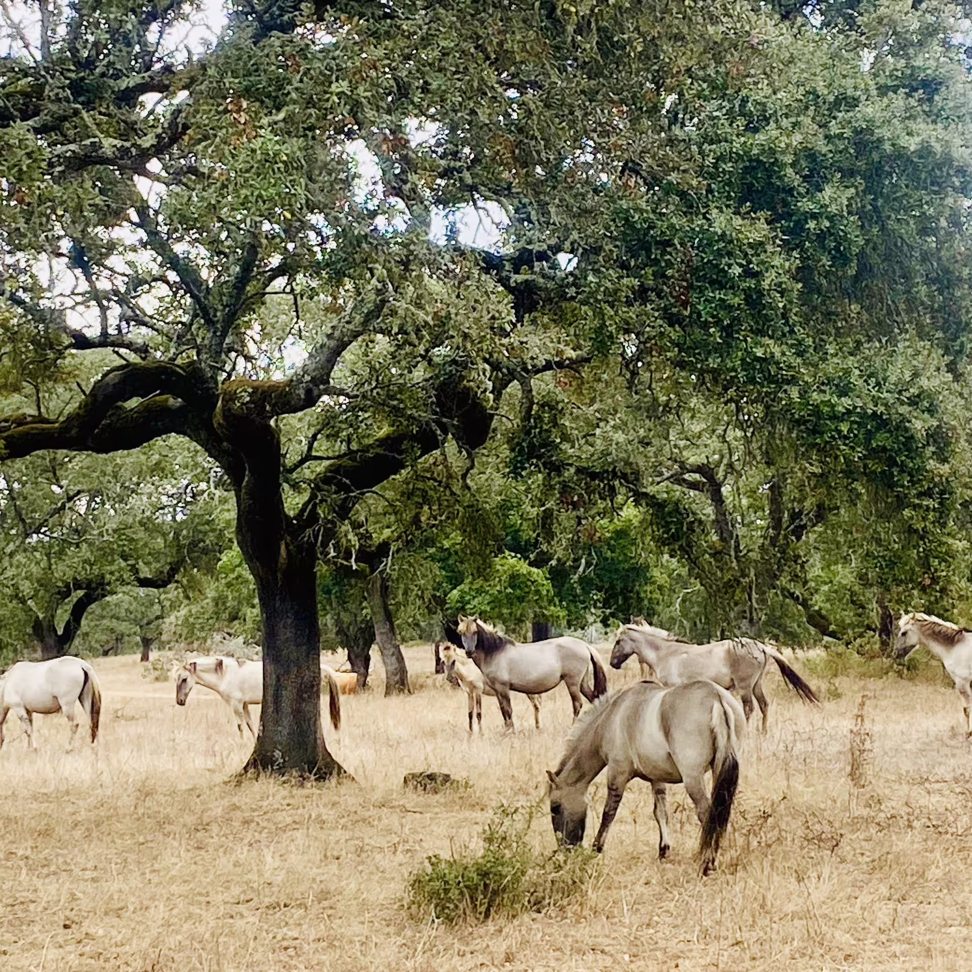 Guided Tour of Alentejo Farm: Cork, Animals & Greenhouses